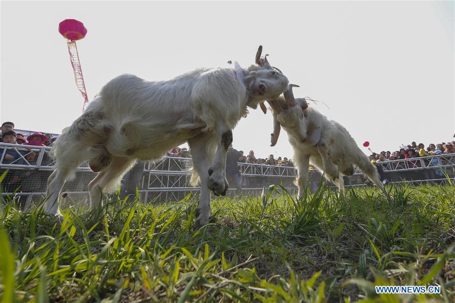 #CHINA-JIANGSU-NANTONG-GOAT FIGHT (CN)