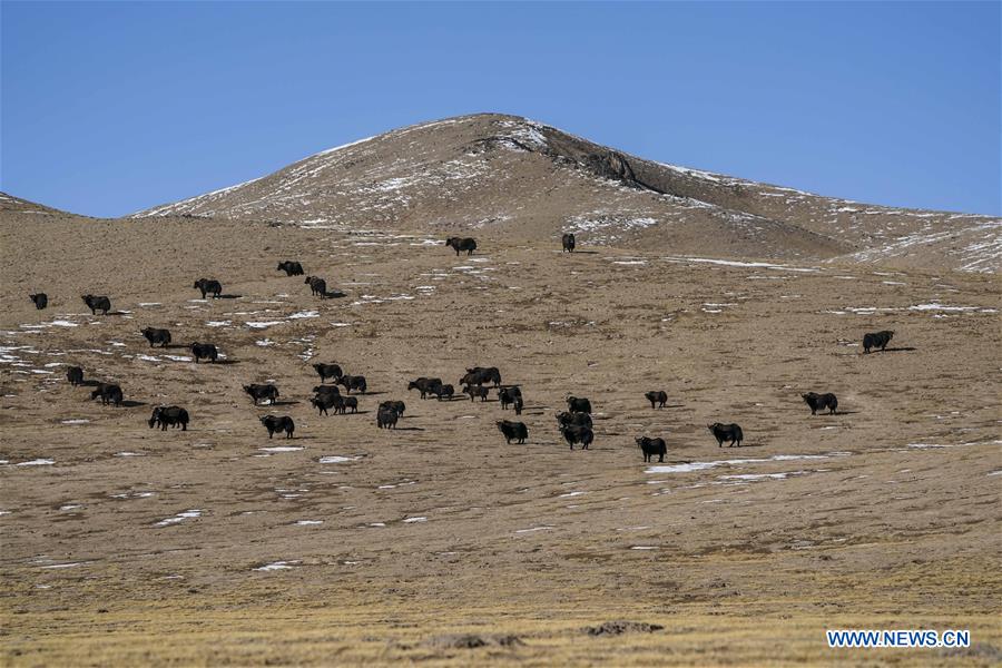 CHINA-XINJIANG-ALTUN MOUNTAINS-WILDLIFE-LANDSCAPE (CN)