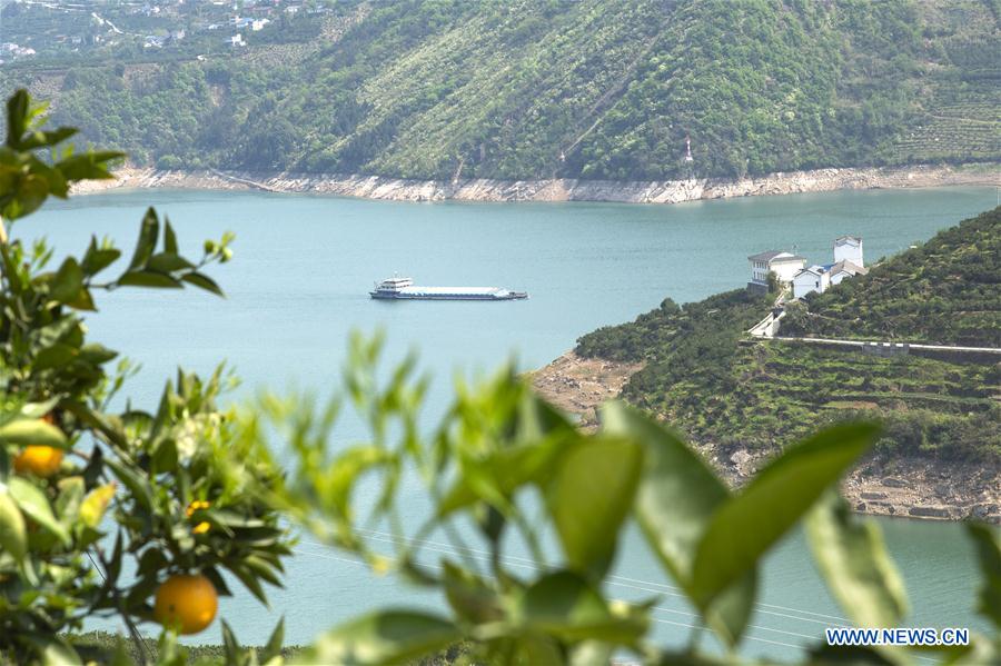 #CHINA-HUBEI-ZIGUI-NAVEL ORANGE (CN)