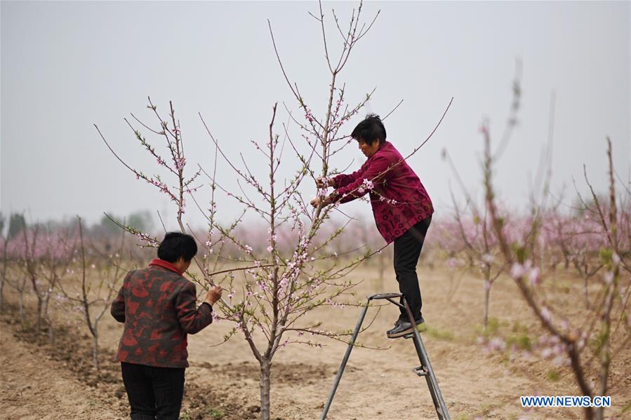 CHINA-HEBEI-SHENZHOU-PEACH BLOSSOMS (CN)