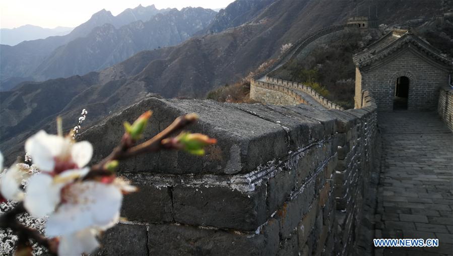 #(BeijingCandid)CHINA-BEIJING-GREAT WALL-SPRING SCENERY (CN*)