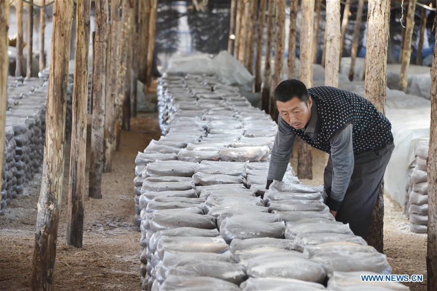 CHINA-INNER MONGOLIA-MUSHROOM CULTIVATION (CN)