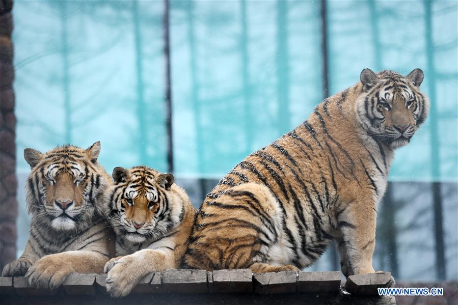 CHINA-HEILONGJIANG-SNOW-SIBERIAN TIGERS (CN)