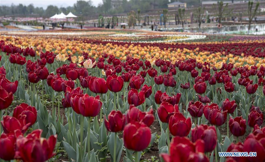 CHINA-SHAANXI-LUONAN-TULIP-TOURISM(CN)