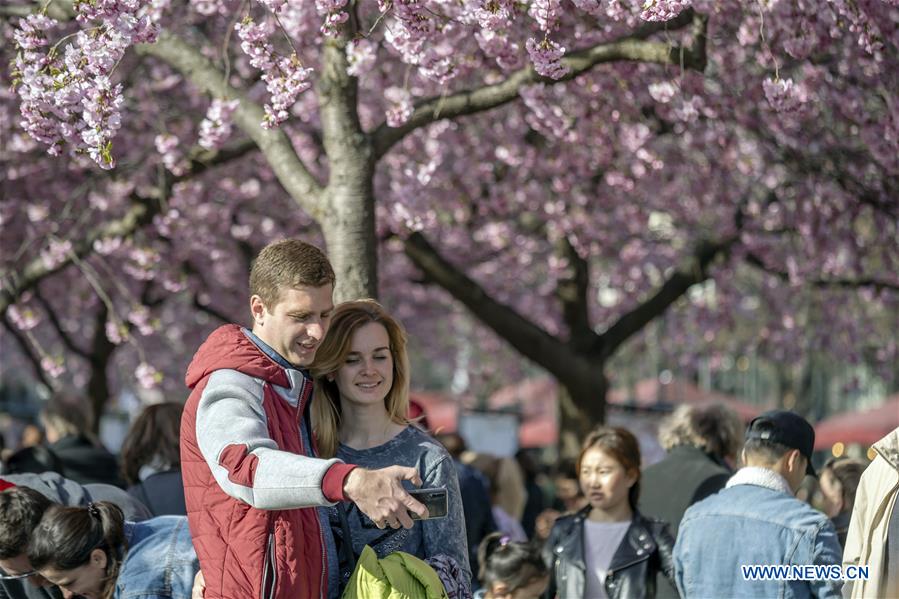 SWEDEN-STOCKHOLM-CHERRY BLOSSOMS