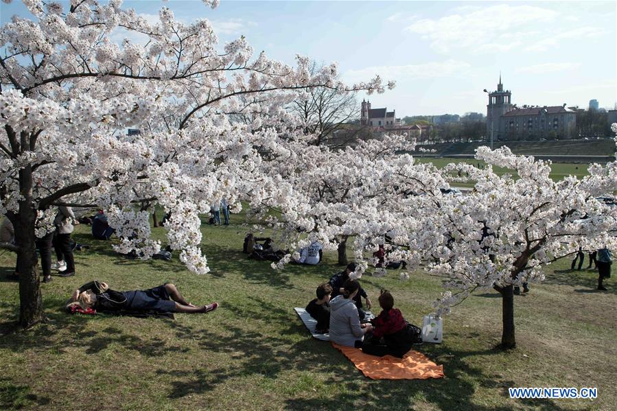 LITHUANIA-VILNIUS-CHERRY BLOSSOMS