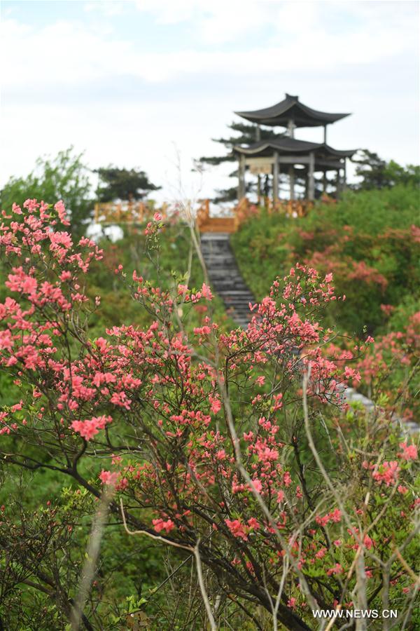 CHINA-ZHEJIANG-PAN'AN-FLOWERS (CN)