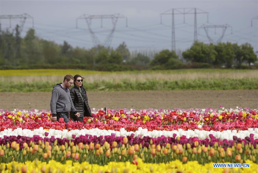 CANADA-ABBOTSFORD-TULIP FESTIVAL