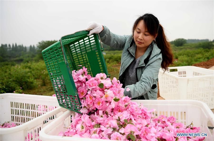 CHINA-ANHUI-FEIXI-ROSE ECONOMY (CN)