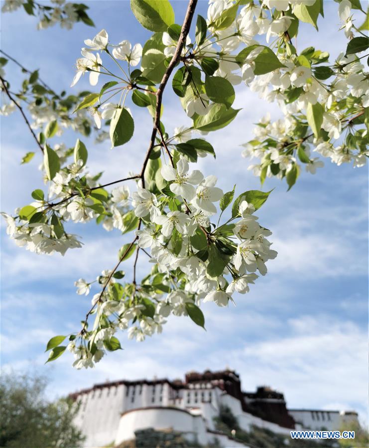 CHINA-LHASA-FLOWERS (CN)