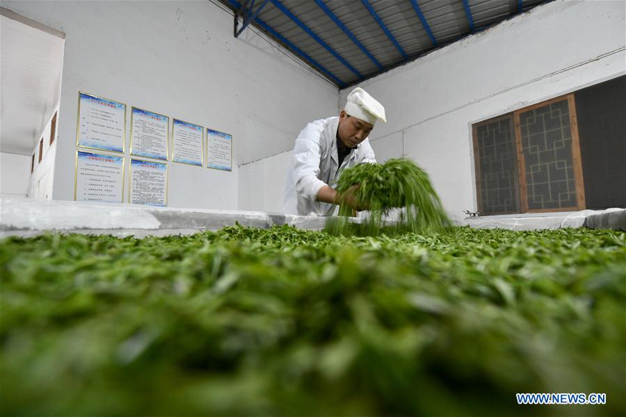 #CHINA-GUIZHOU-FENGGANG-TEA INDUSTRY (CN)