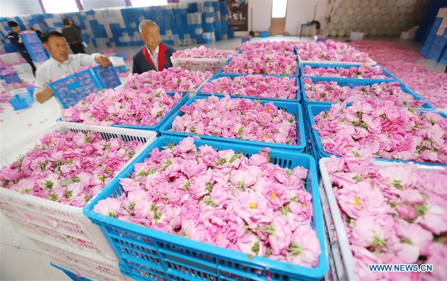 #CHINA-JIANGSU-HAIAN-ROSE ECONOMY (CN)