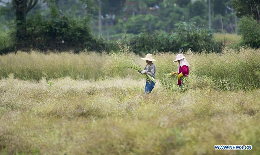 #CHINA-AGRICULTURE-SUMMER-FARM WORK (CN)