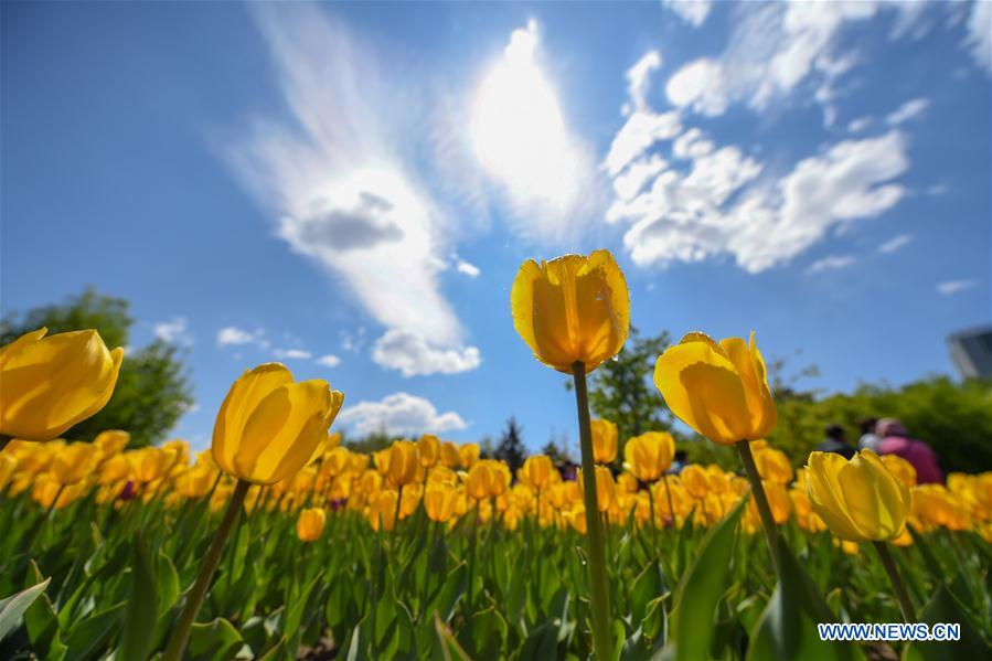 CHINA-CHANGCHUN-BEGINNING OF SUMMER-FLOWER (CN)