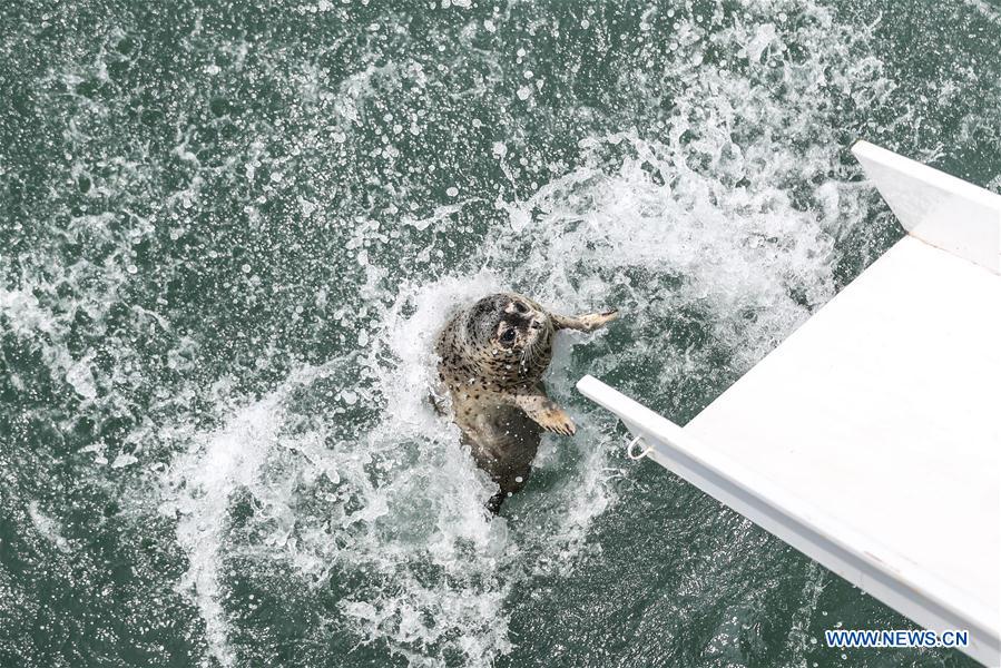 CHINA-LIAONING-DALIAN-RARE SEALS-RELEASE (CN)