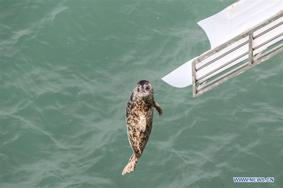 CHINA-LIAONING-DALIAN-RARE SEALS-RELEASE (CN)