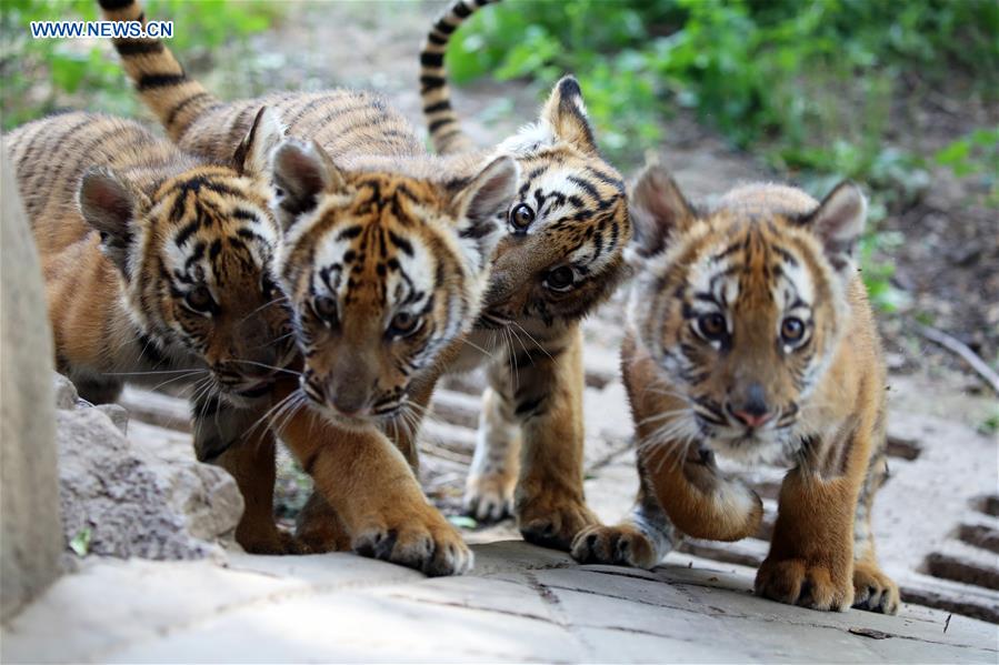 CHINA-HENAN-ZOO-SOUTH CHINA TIGER-CUBS (CN)