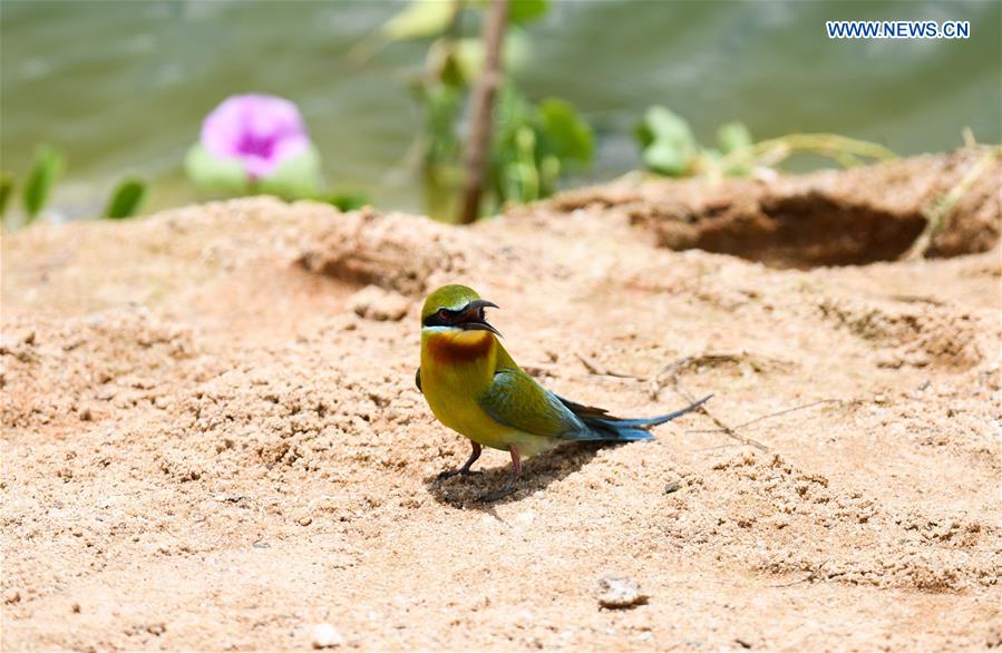 CHINA-HAIKOU-BLUE-TAILED BEE EATERS (CN)