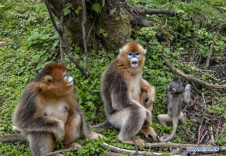 CHINA-HUBEI-SHENNONGJIA-GOLDEN MONKEY (CN)