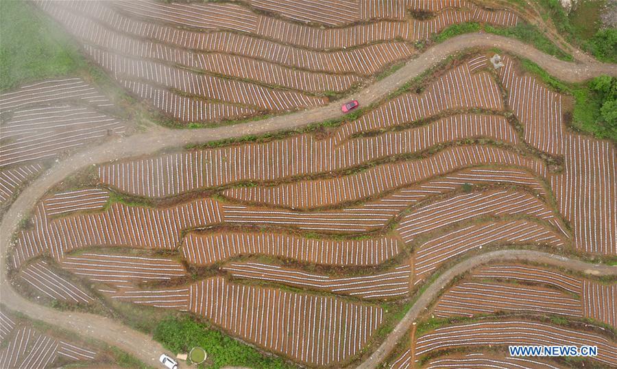 #CHINA-HUBEI-XUAN'EN-TERRACED FIELD (CN)