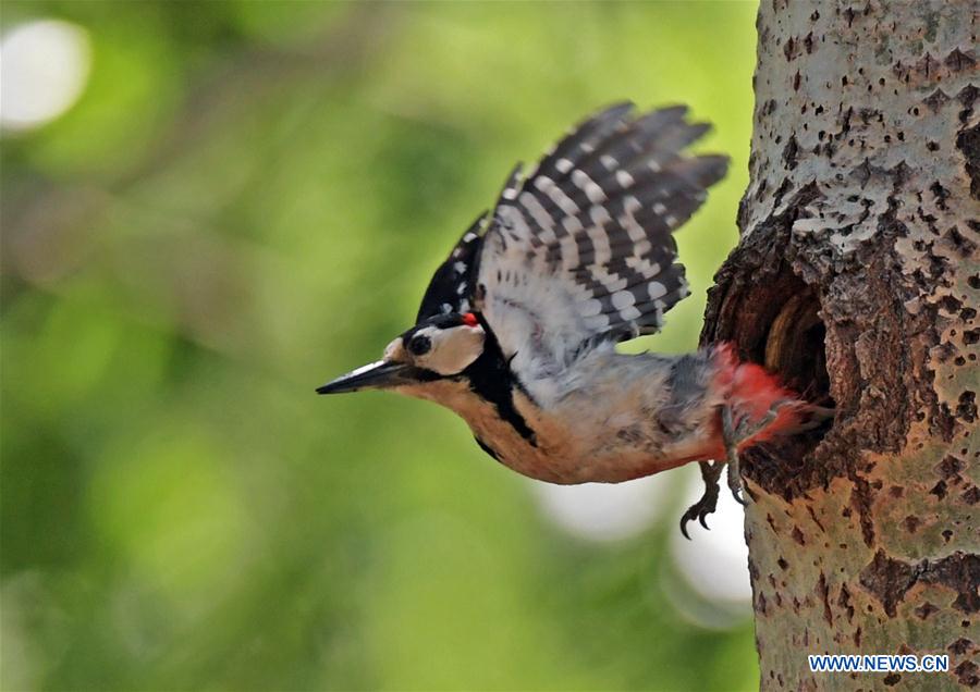 CHINA-LIAONING-SHENYANG-WOODPECKER (CN)