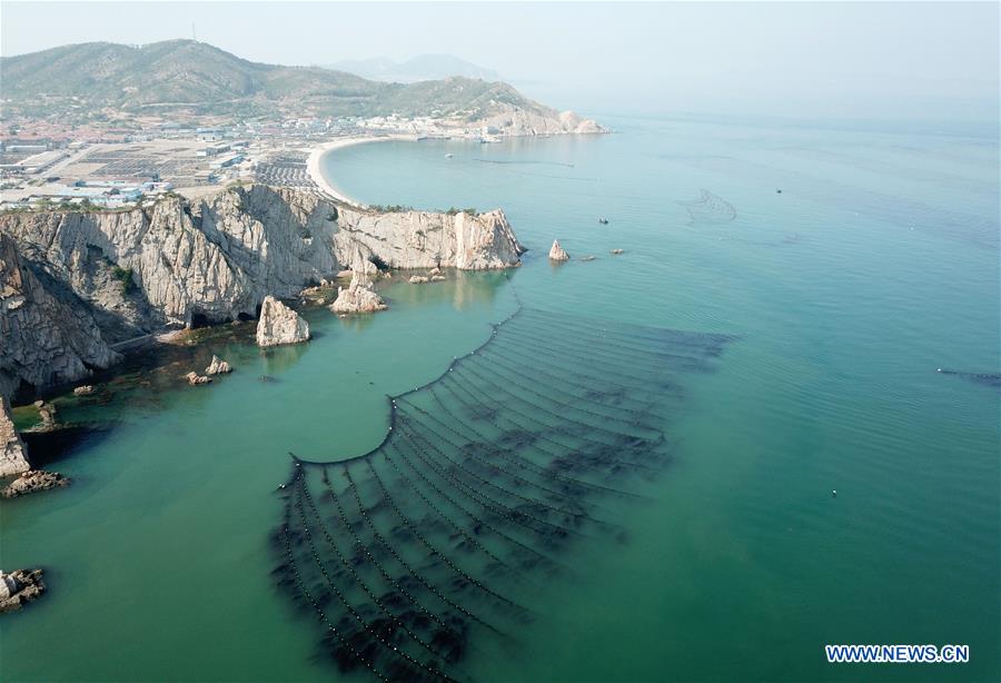 CHINA-SHANDONG-YANTAI-ECONOMY-AQUACULTURE (CN)