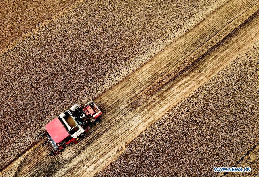 CHINA-HENAN-WHEAT-HARVEST (CN)