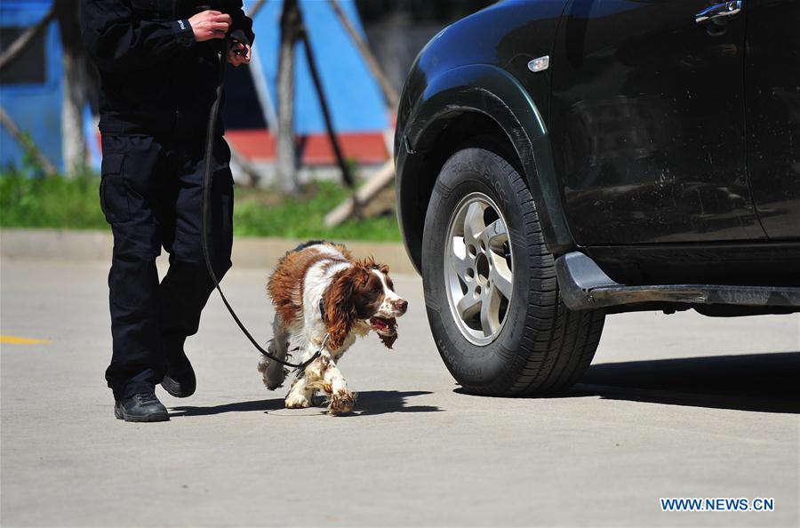 #CHINA-HARBIN-POLICE DOG-TRAINING (CN)