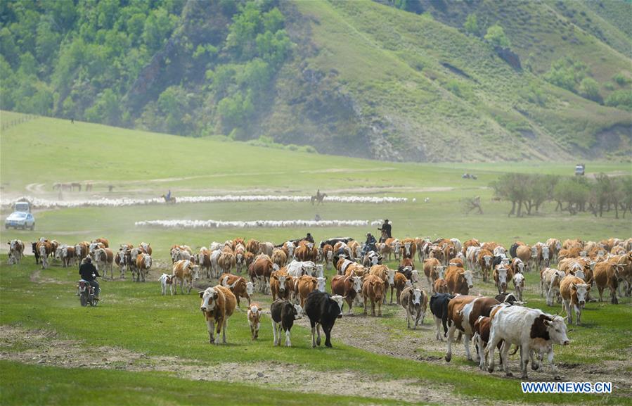 CHINA-INNER MOGOLIA-CHIFENG-AR HORQIN GRASSLAND-LANDSCAPE (CN)