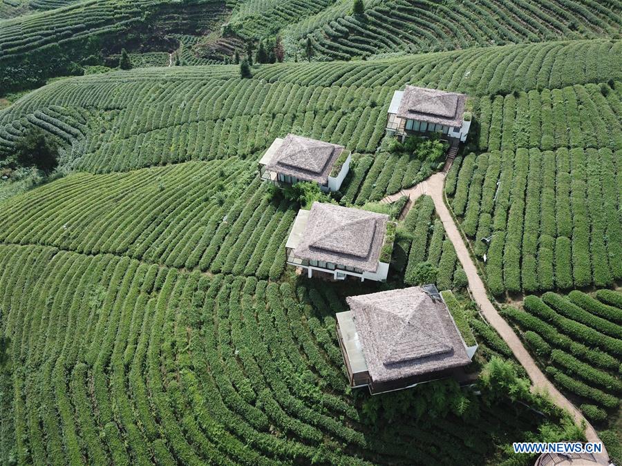 CHINA-GUIZHOU-DUSHAN-TEA GARDEN (CN)