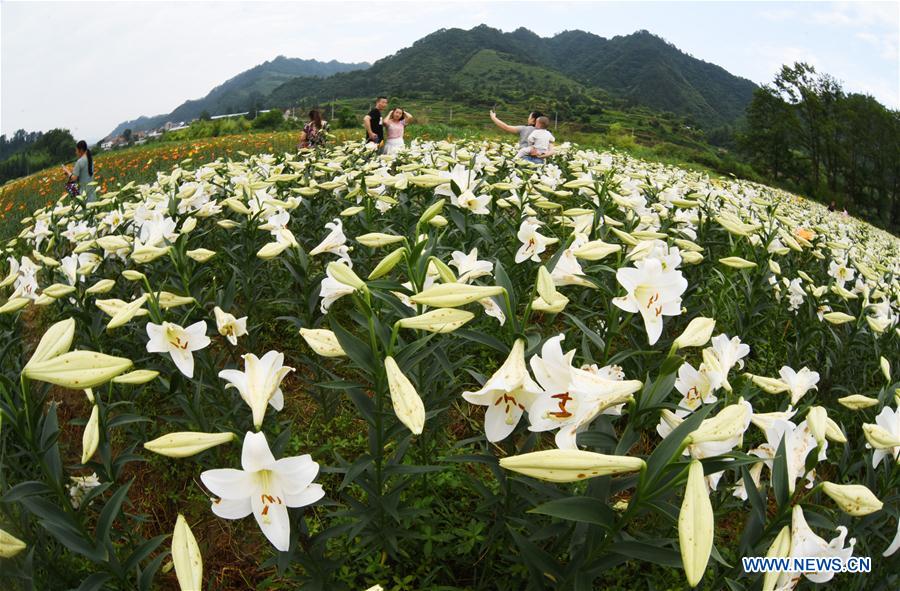 CHINA-GUIZHOU-TAIJIANG-LILY FLOWERS (CN)