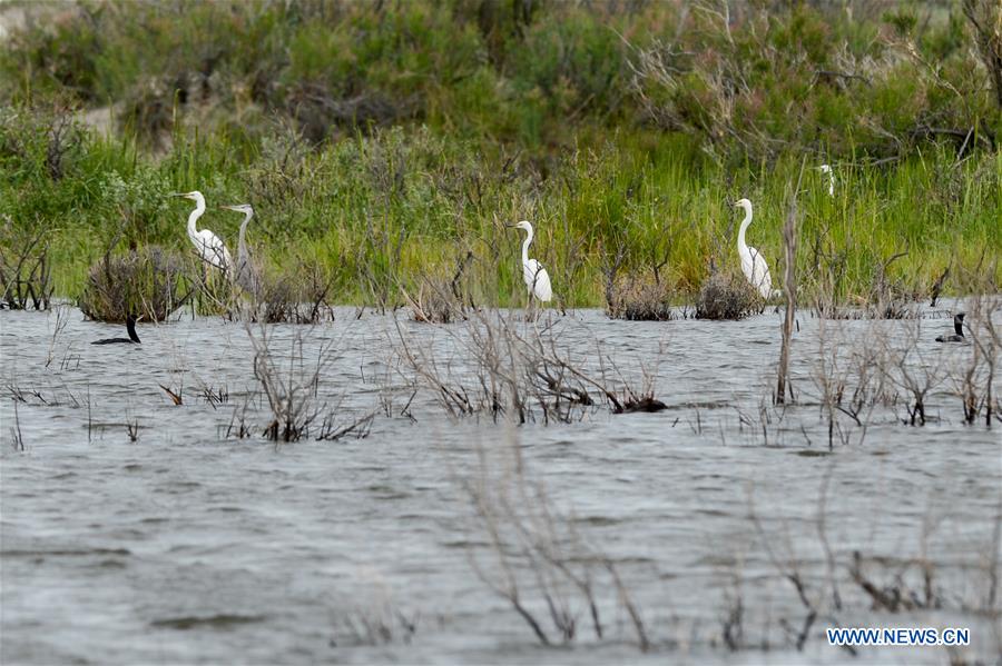 CHINA-XINJIANG-ULUNGGUR LAKE-WILD BIRDS (CN)