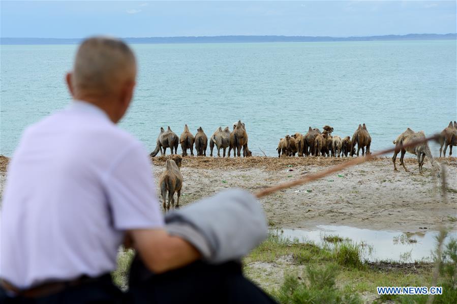 CHINA-XINJIANG-ALTAY-CAMEL BREEDING (CN)