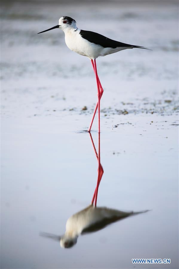 #CHINA-LIAONING-DALIAN-BLACK-WINGED STILT (CN)