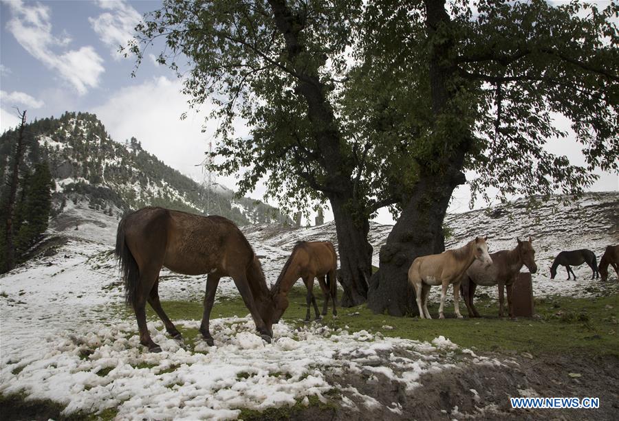 KASHMIR-SRINAGAR-SNOWFALL