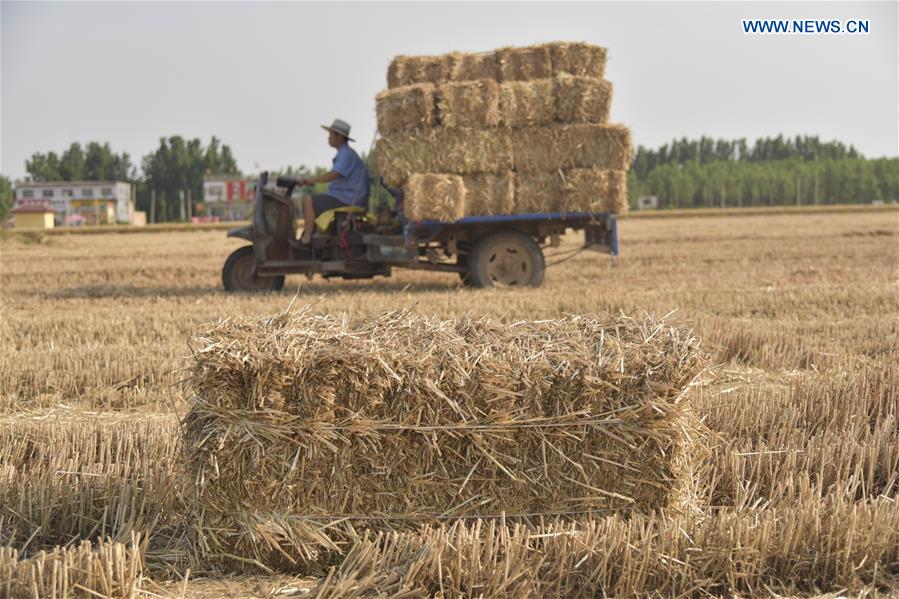 #CHINA-WHEAT STRAW-RECYCLING (CN)