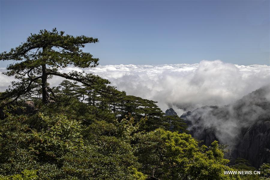 #CHINA-ANHUI-HUANGSHAN-CLOUDS-SCENERY(CN)