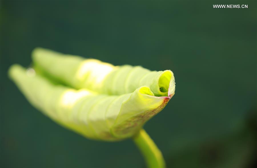 #CHINA-HUNAN-NATURE-LOTUS(CN)