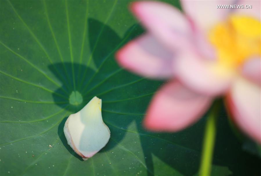 #CHINA-HUNAN-NATURE-LOTUS(CN)