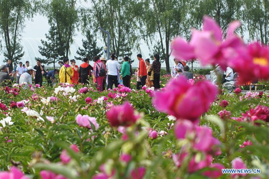 #CHINA-HEILONGJIANG-MUDANJIANG-PEONY-BLOSSOM