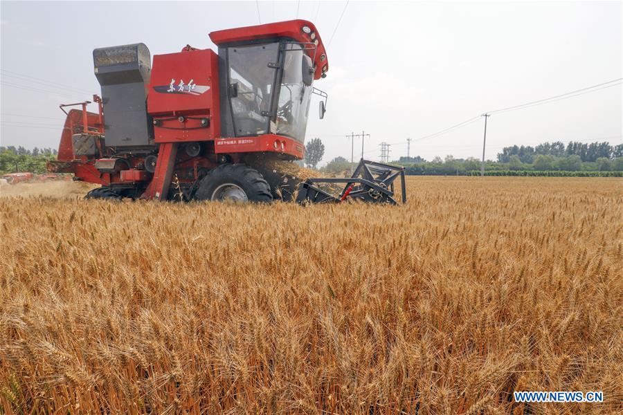 #CHINA-WHEAT-HARVEST (CN)