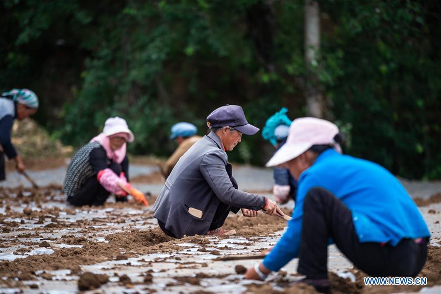 CHINA-SUMMER SOLSTICE-FARMING (CN)