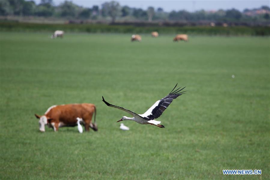 TURKEY-SAMSUN-KIZILIRMAK DELTA-SCENERY (CN)