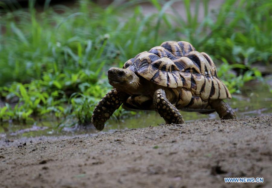 MYANMAR-YANGON-STAR TORTOISE