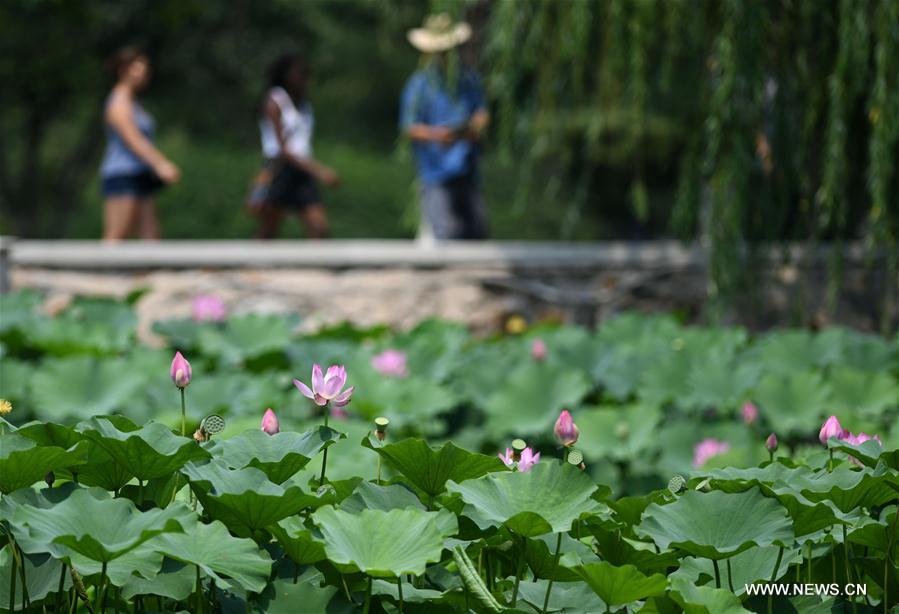 CHINA-TIANJIN-LOTUS FLOWER (CN)