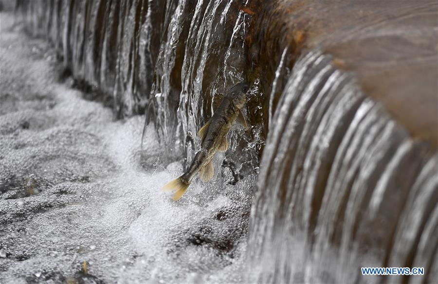 CHINA-QINGHAI-NAKED CARP-MIGRATION-SPAWNING (CN)