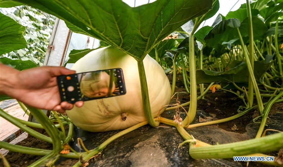 CHINA-JILIN-CHANGCHUN-GIANT PUMPKINS (CN)