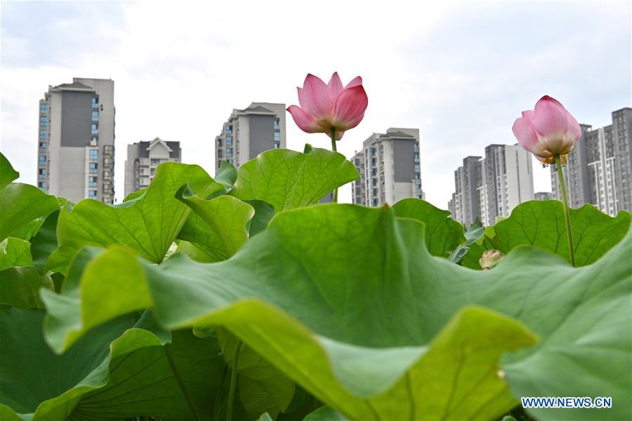 CHINA-FUJIAN-FUZHOU-LOTUS (CN)