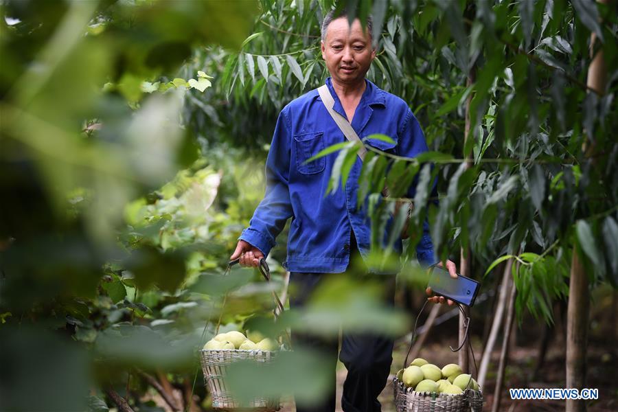 CHINA-CHONGQING-BANAN-PEACH-RURAL DEVELOPMENT (CN)