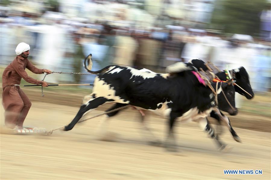 (SP)PAKISTAN-HASAR-BULL RACE